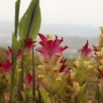 several hot pink curcumin flowers at vida lotus botanical garden