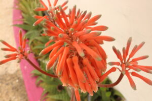 Aloe Vera with orange flower Savila con flor anaranjada Vida Lotus Campana Panama