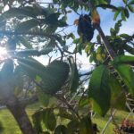 Soursop Guanabana Vida Lotus