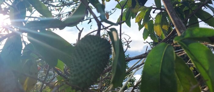 Soursop Guanabana Vida Lotus