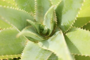 Aloe Sabila