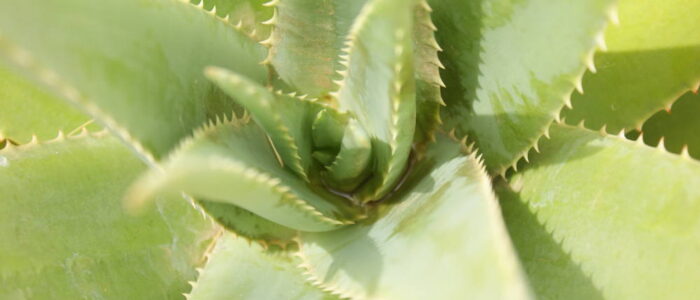 Aloe Sabila