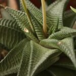 aloe - succulent plant at Vida Lotus Botanical Garden.JP Panama (6)