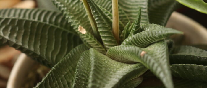 aloe - succulent plant at Vida Lotus Botanical Garden.JP Panama (6)