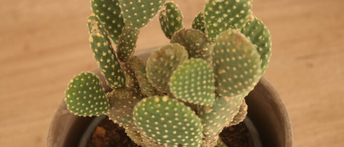 angel wing bunny cactus - vida lotus botanical garden (9)