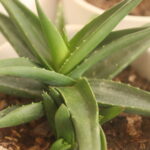 aloe - succulent plant at Vida Lotus Botanical Garden.JP Panama (6)