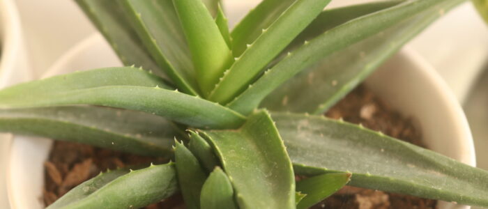 aloe - succulent plant at Vida Lotus Botanical Garden.JP Panama (6)