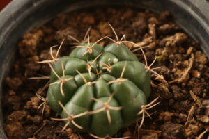 cactus - vida lotus botanical garden (2)