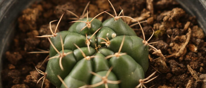 cactus - vida lotus botanical garden (2)