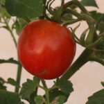 Grape Tomato