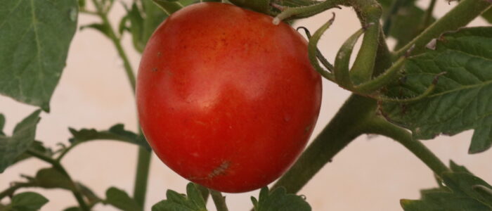 Grape Tomato