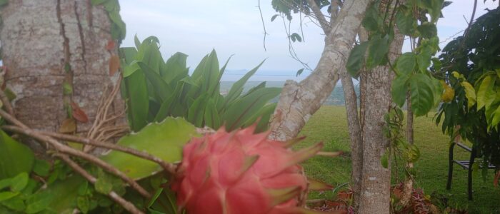 Pitahaya Dragonfruit