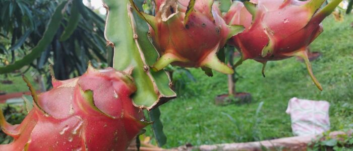 Pitahaya Dragonfruit