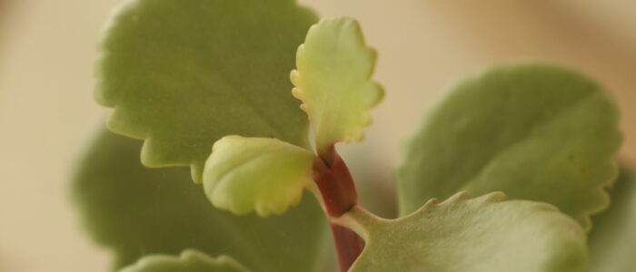 succulent plant at Vida Lotus Botanical Garden.JP Panama (2)