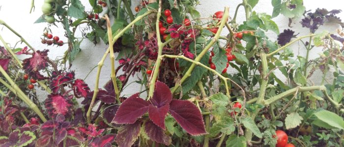 Tomato Tomates