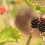 Mulberries Zarzamora