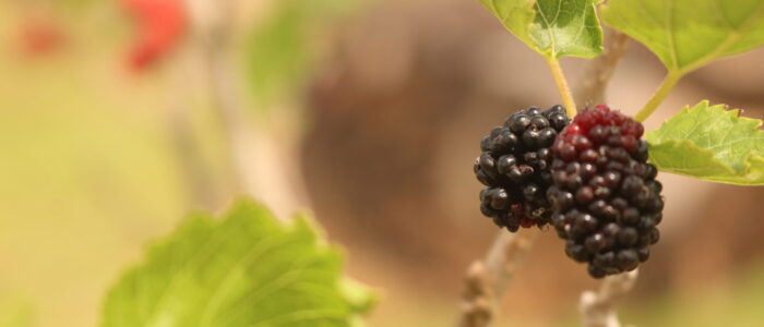 Mulberries Zarzamora