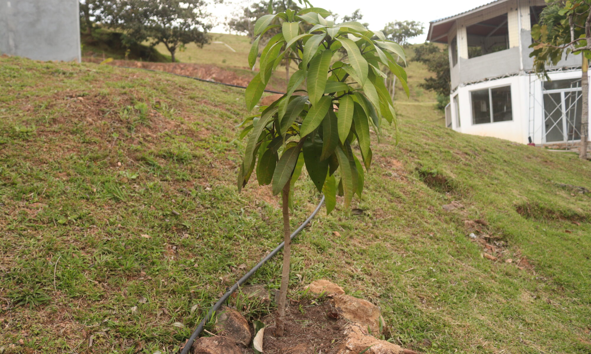 mango tree