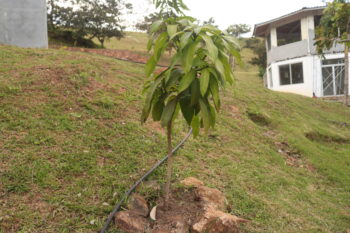 mango tree