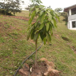 mango tree