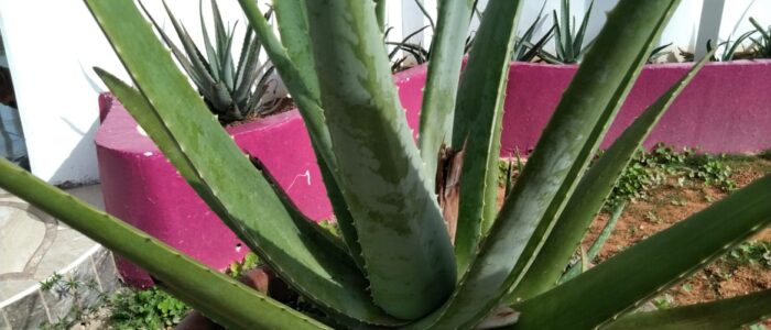 aloe vera