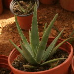 aloe vera