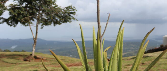 aloe vera