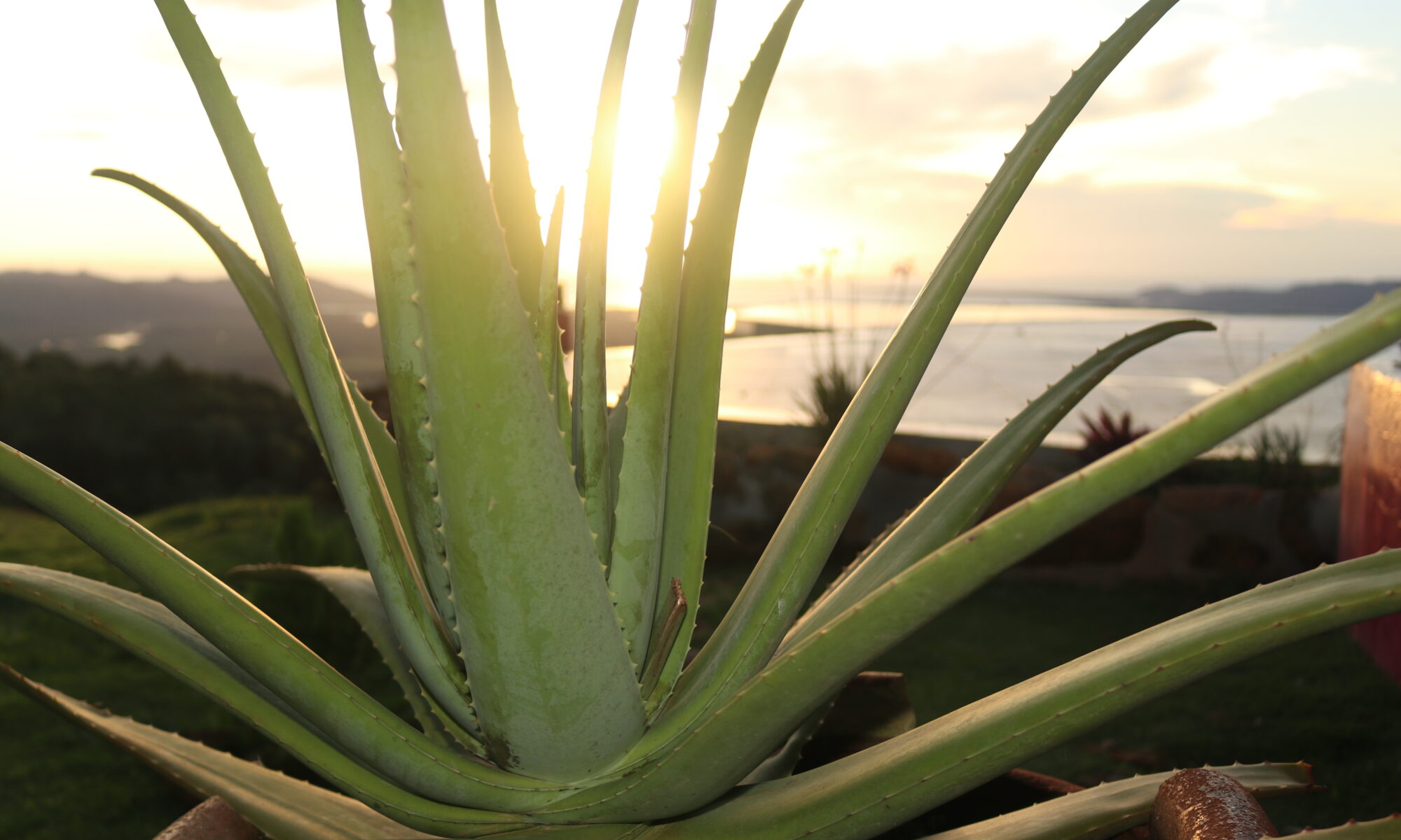 aloe vera