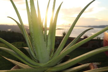 aloe vera