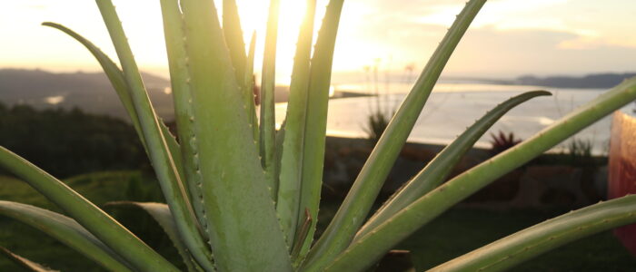 aloe vera