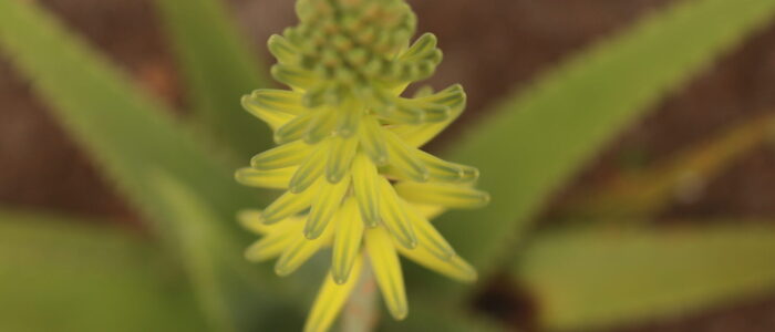 Vida Lotus Aloe Vera