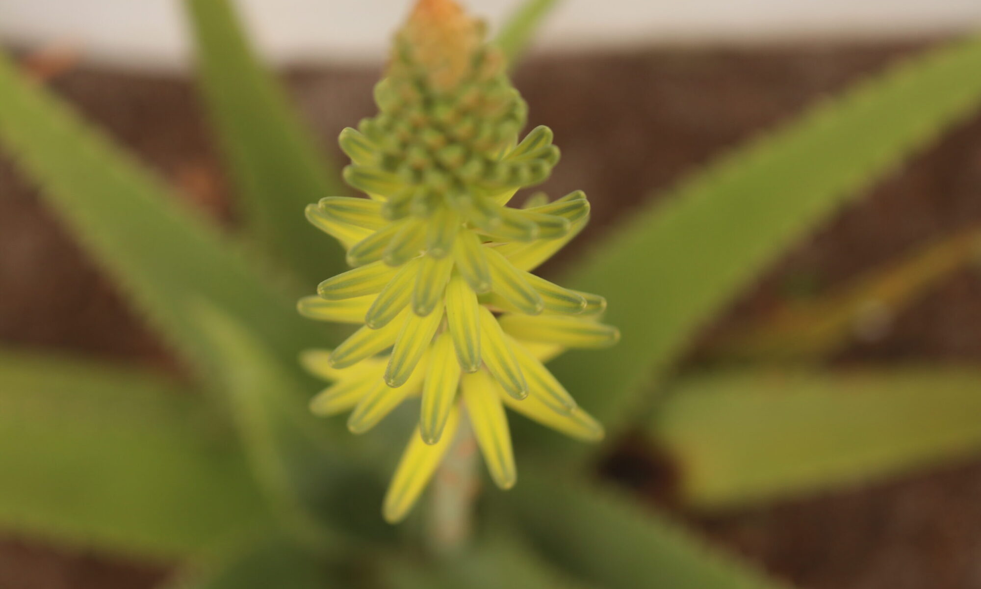 Vida Lotus Aloe Vera