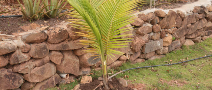 coconut tree