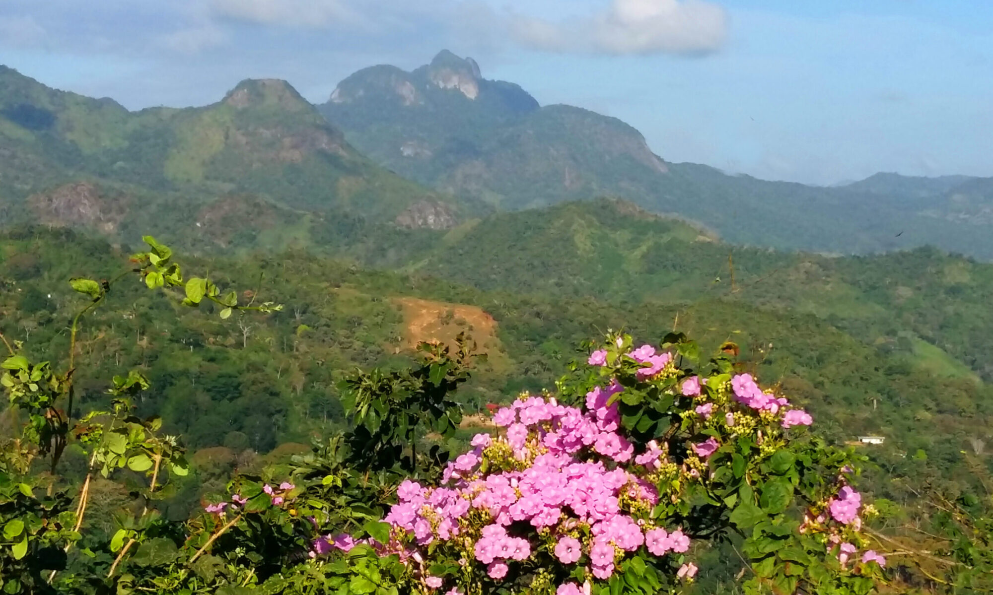 Vida Lotus View of Mount Trinity Hills